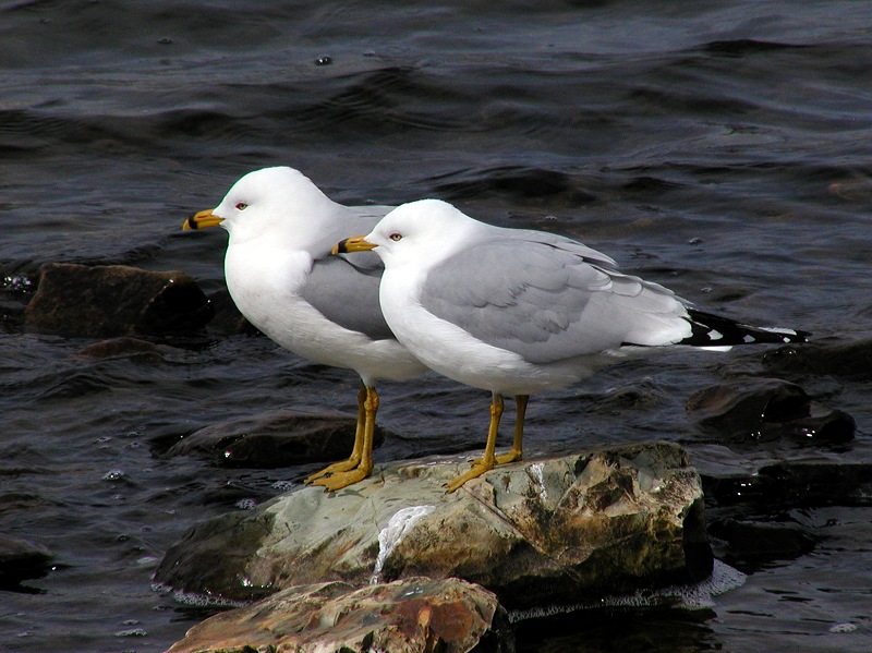 Photographie par KarenC pour DesignCrowd (Community Contests) | Design #9109987