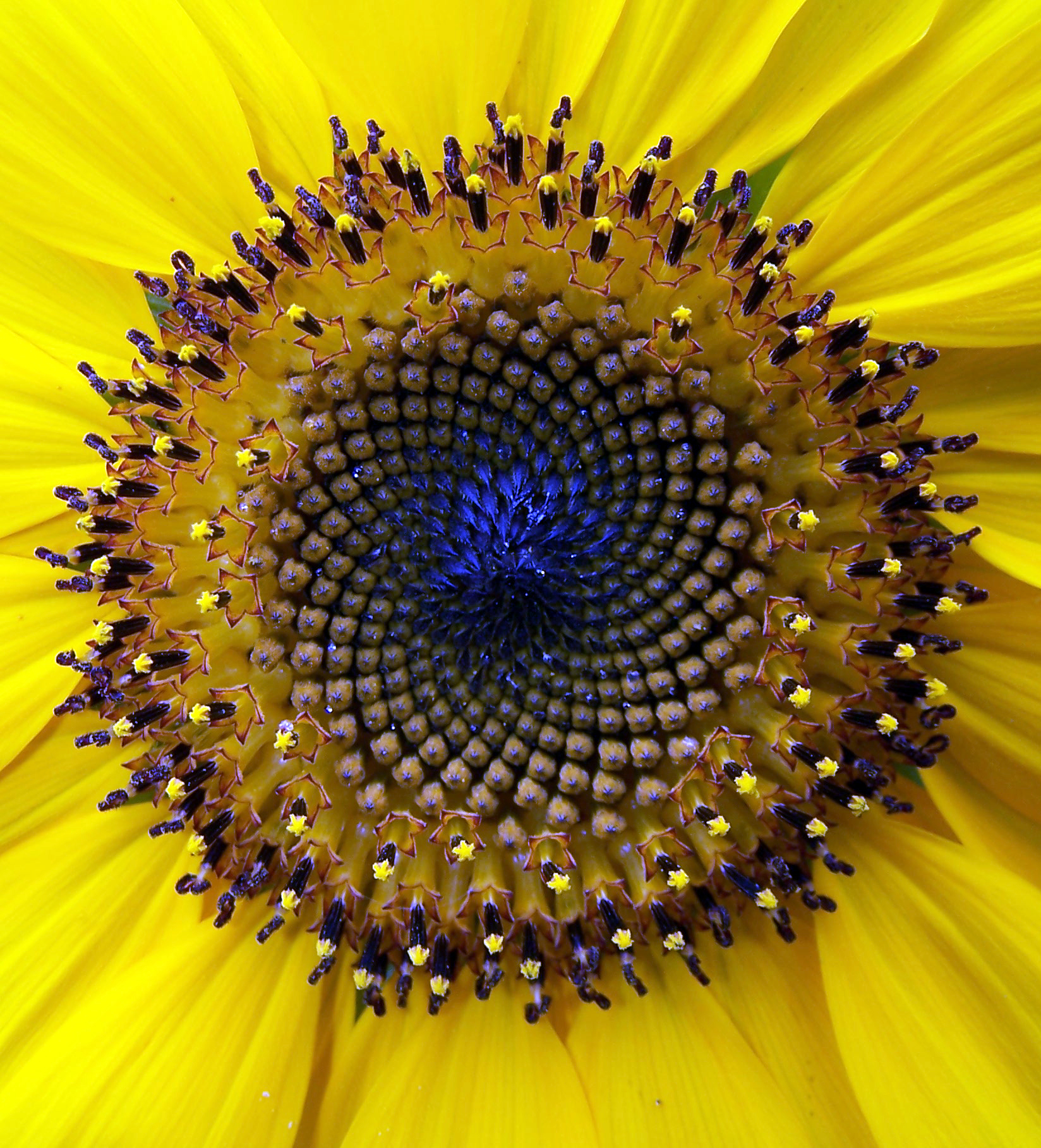 Photography by nikki251 for DesignCrowd (Community Contests) | Design #9114915