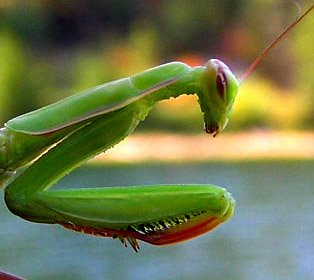 Photographie par klxner pour DesignCrowd (Community Contests) | Design #9114938