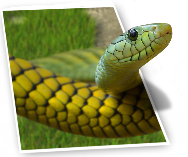 Photoshop Design by kinglizard for DesignCrowd (Community Contests) | Design #9114632