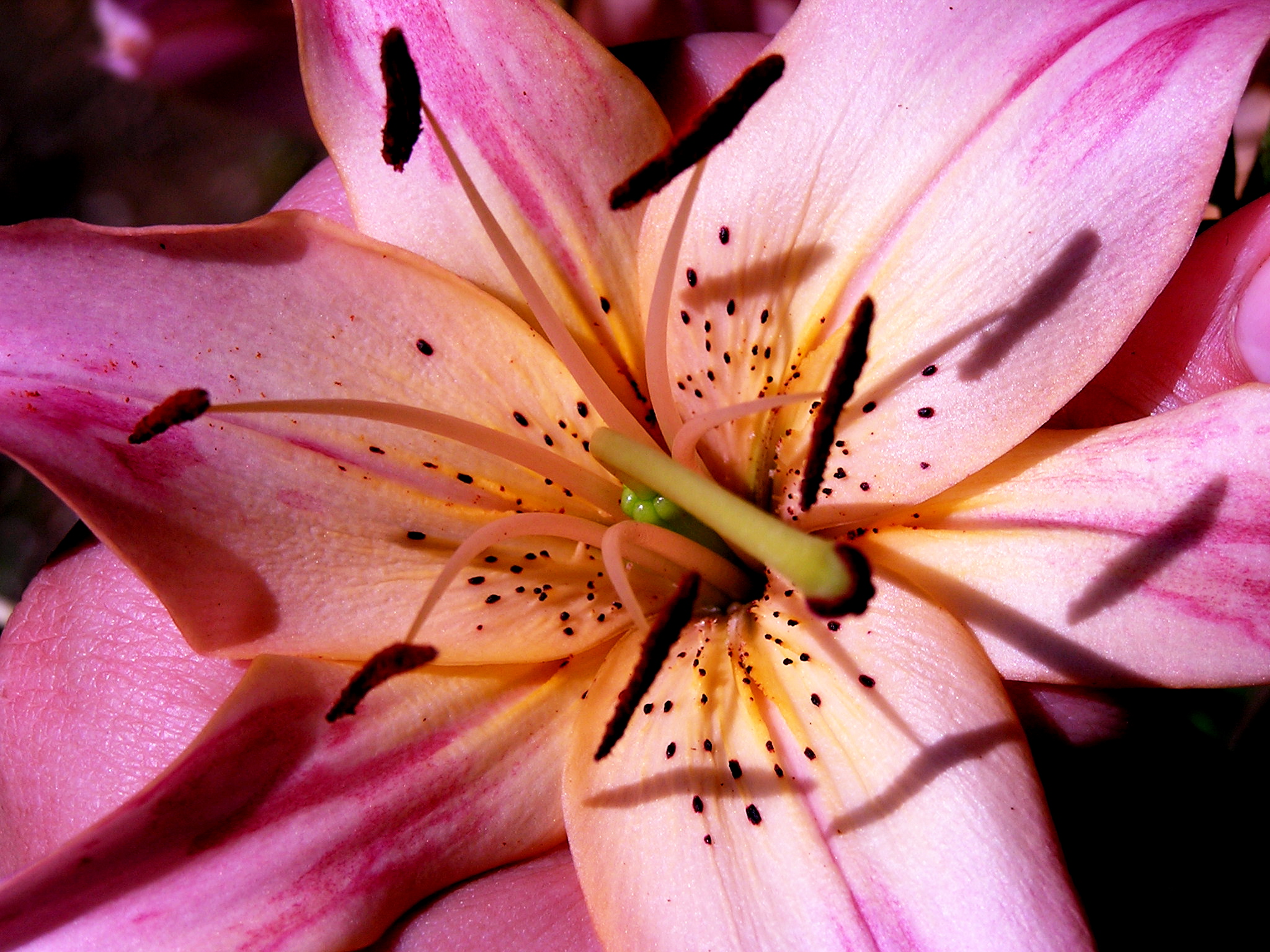 Photography by nebula for DesignCrowd (Community Contests) | Design #9114940