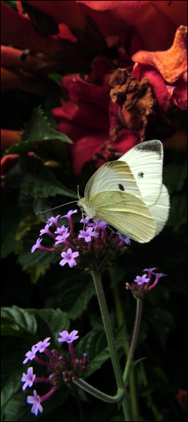 Photography by FastLane for DesignCrowd (Community Contests) | Design #9114951