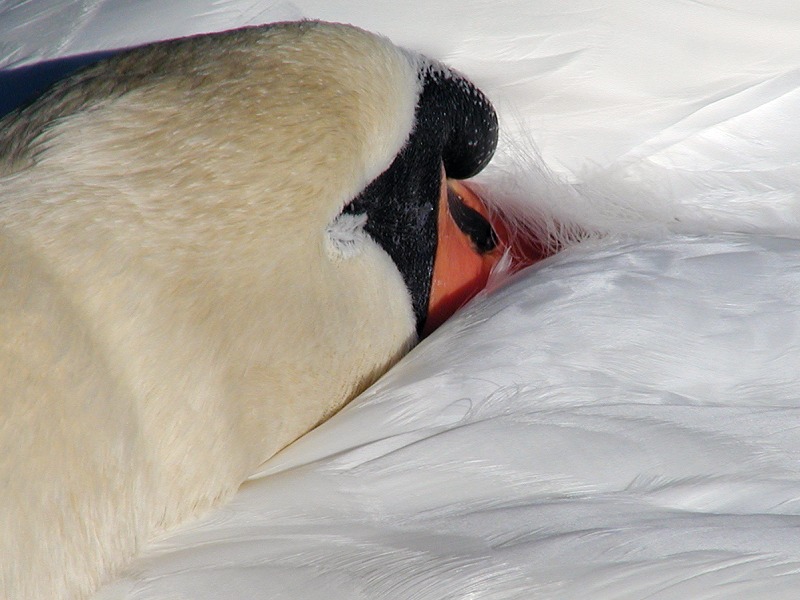 Photographie par KarenC pour DesignCrowd (Community Contests) | Design #9114962