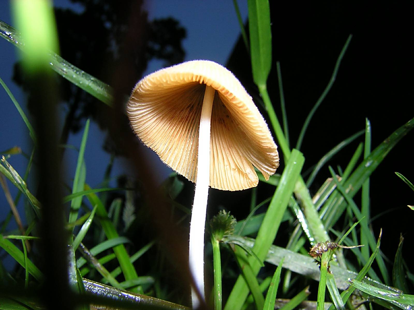 Photography by moxieshark for DesignCrowd (Community Contests) | Design #9114993