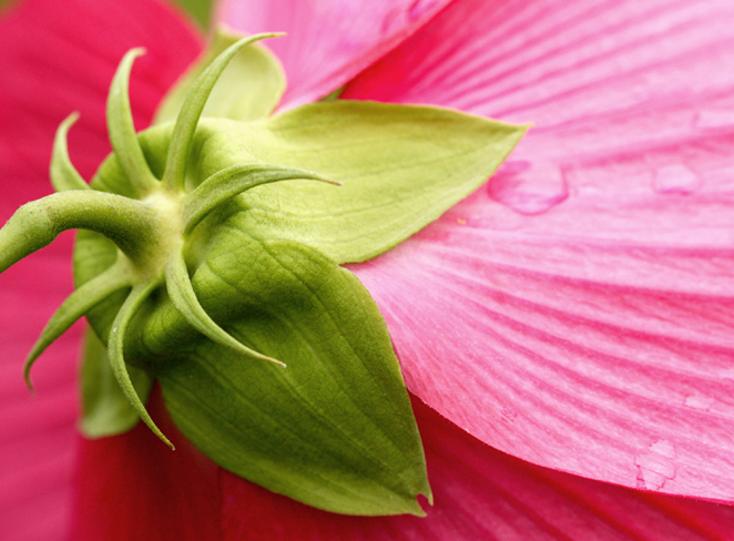 Photography by bobike for DesignCrowd (Community Contests) | Design #9114969