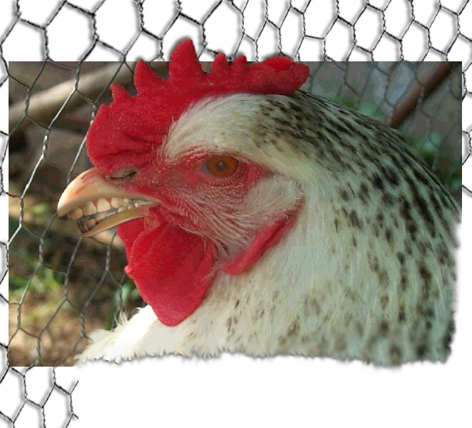 Photoshop Design by jenymccormack for DesignCrowd (Community Contests) | Design #9114689