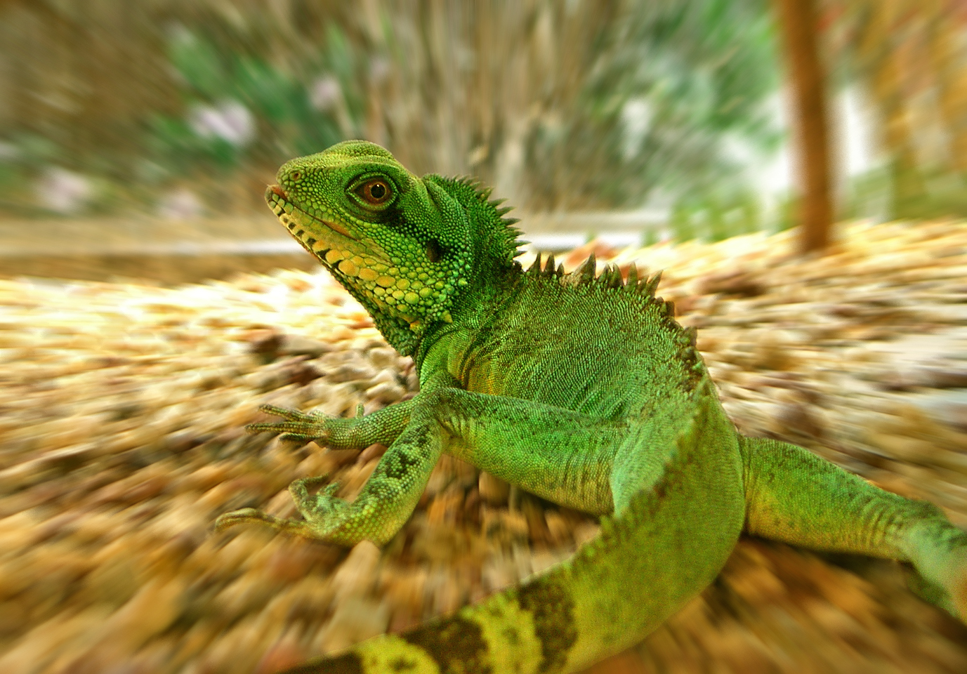 Design Photoshop par freakygenie pour DesignCrowd (Community Contests) | Design #9111049