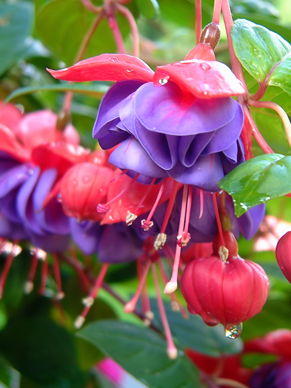 Photography by PixlPshr for DesignCrowd (Community Contests) | Design #9115113