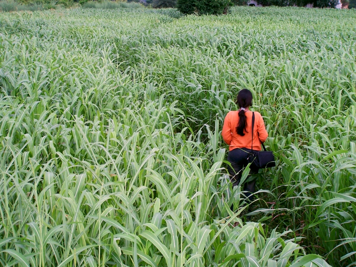 Fotografía por vgmn1956 para DesignCrowd (Community Contests) | Diseño #9115417