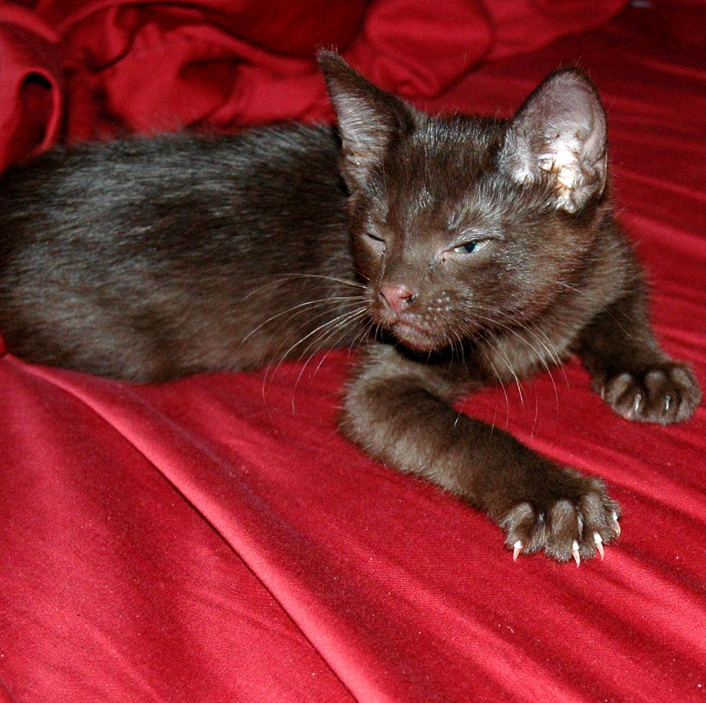 Photography by Jawizza for DesignCrowd (Community Contests) | Design #9115601