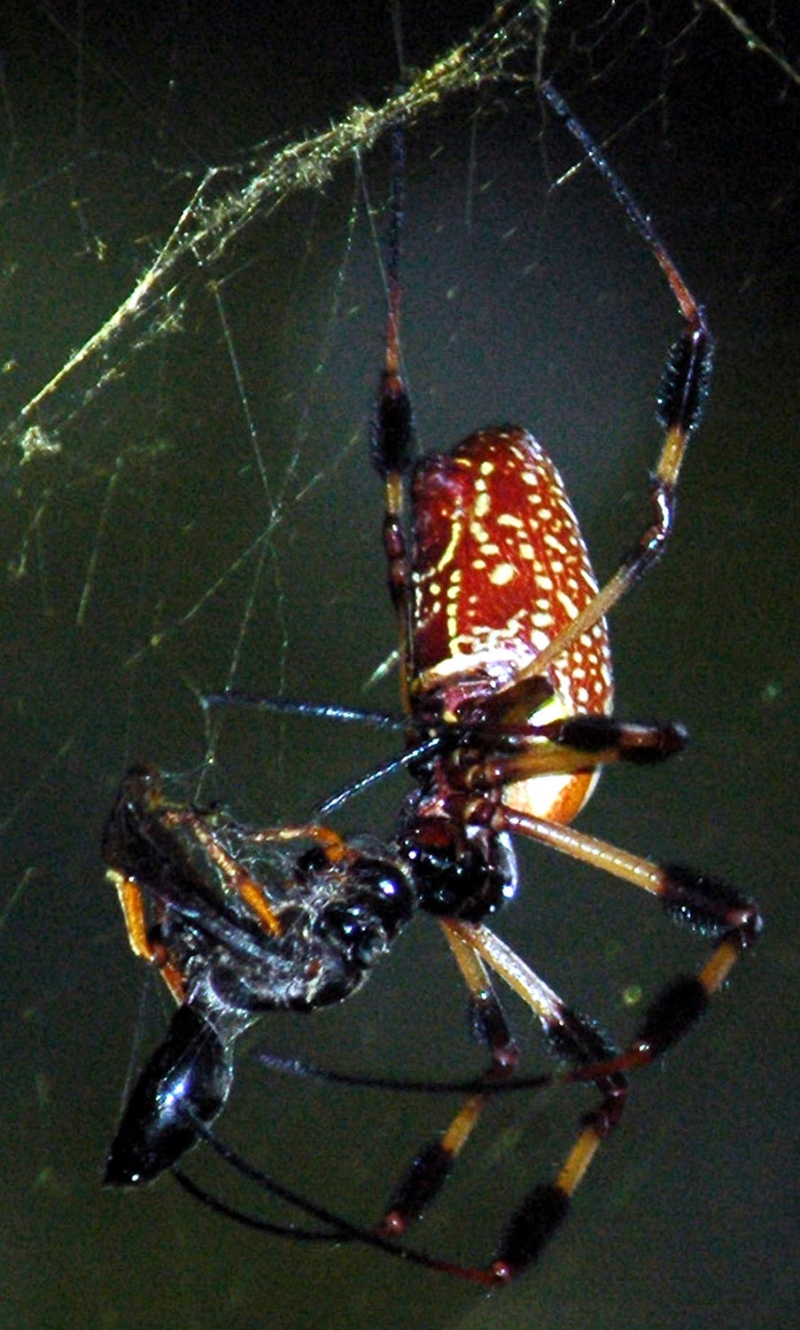 Photography by Jawizza for DesignCrowd (Community Contests) | Design #9115275