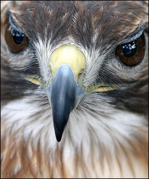 Photographie par paddyjoe pour DesignCrowd (Community Contests) | Design #9115124