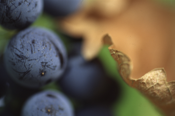 Photography by Reggie for DesignCrowd (Community Contests) | Design #9115291