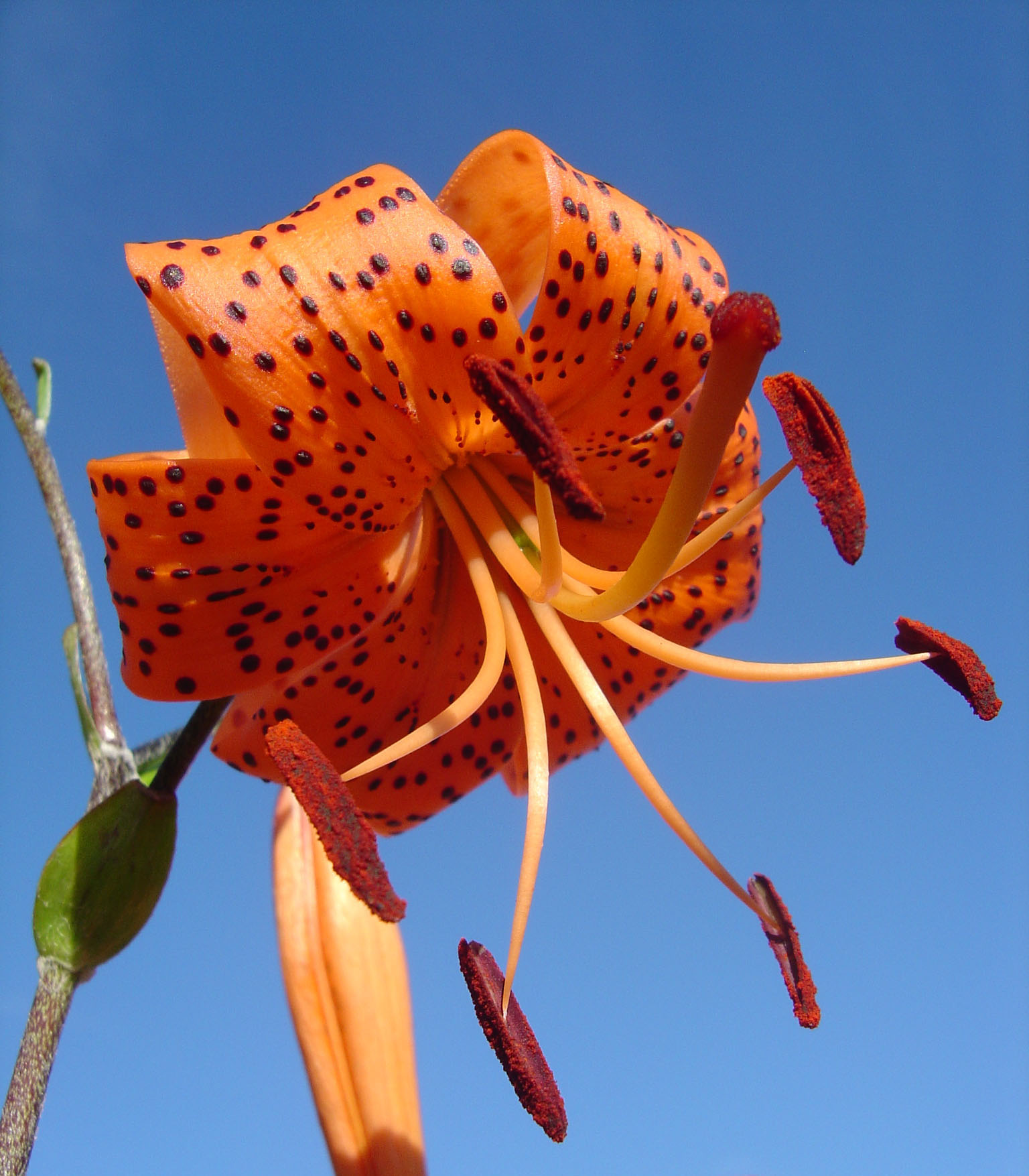 Photographie par treebloke pour DesignCrowd (Community Contests) | Design #9115273