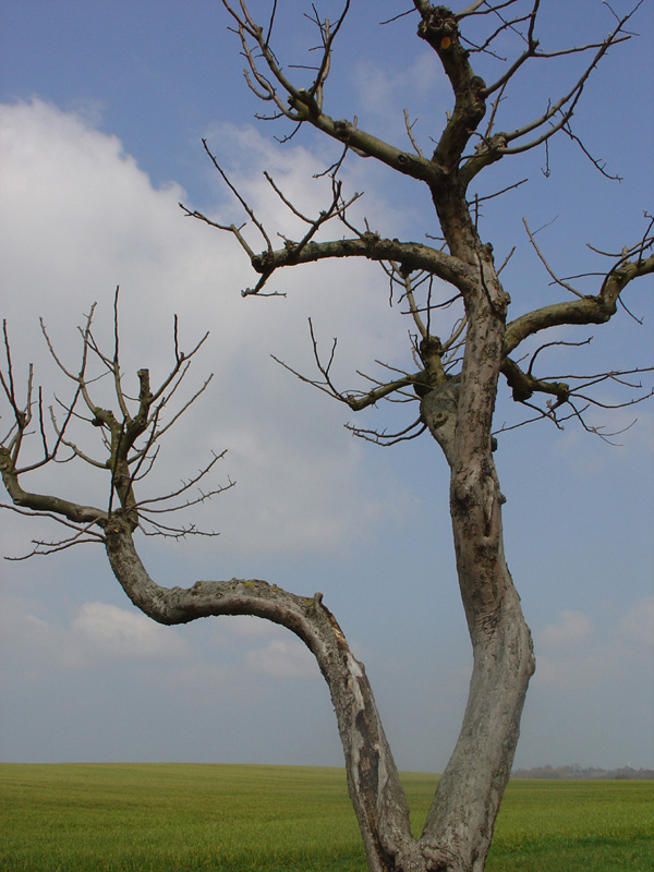 Photographie par parkermaniac pour DesignCrowd (Community Contests) | Design #9115697