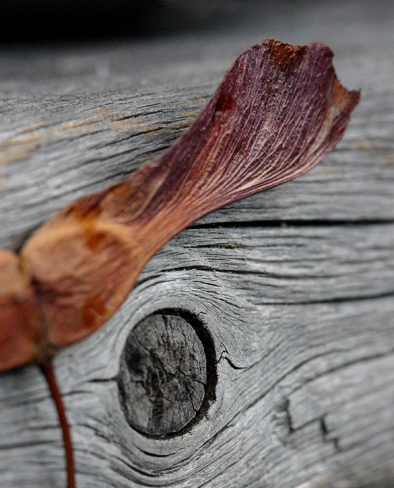 Photographie par SigloV pour DesignCrowd (Community Contests) | Design #9115232