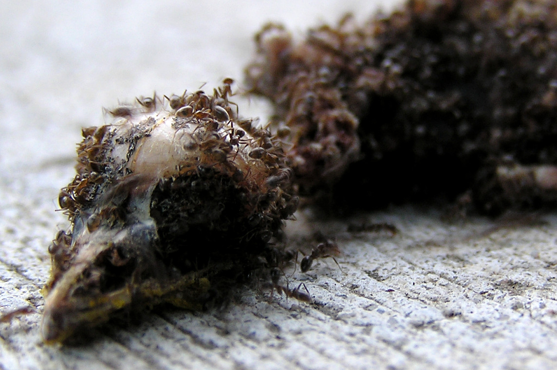 Fotografía por neturnia para DesignCrowd (Community Contests) | Diseño #9115208