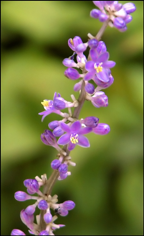 Fotografie von lilmart für DesignCrowd (Community Contests) | Design #9115236