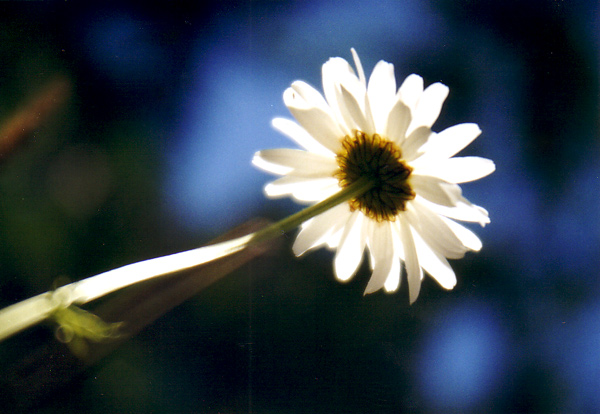 Fotografía por ennoia para DesignCrowd (Community Contests) | Diseño #9115301