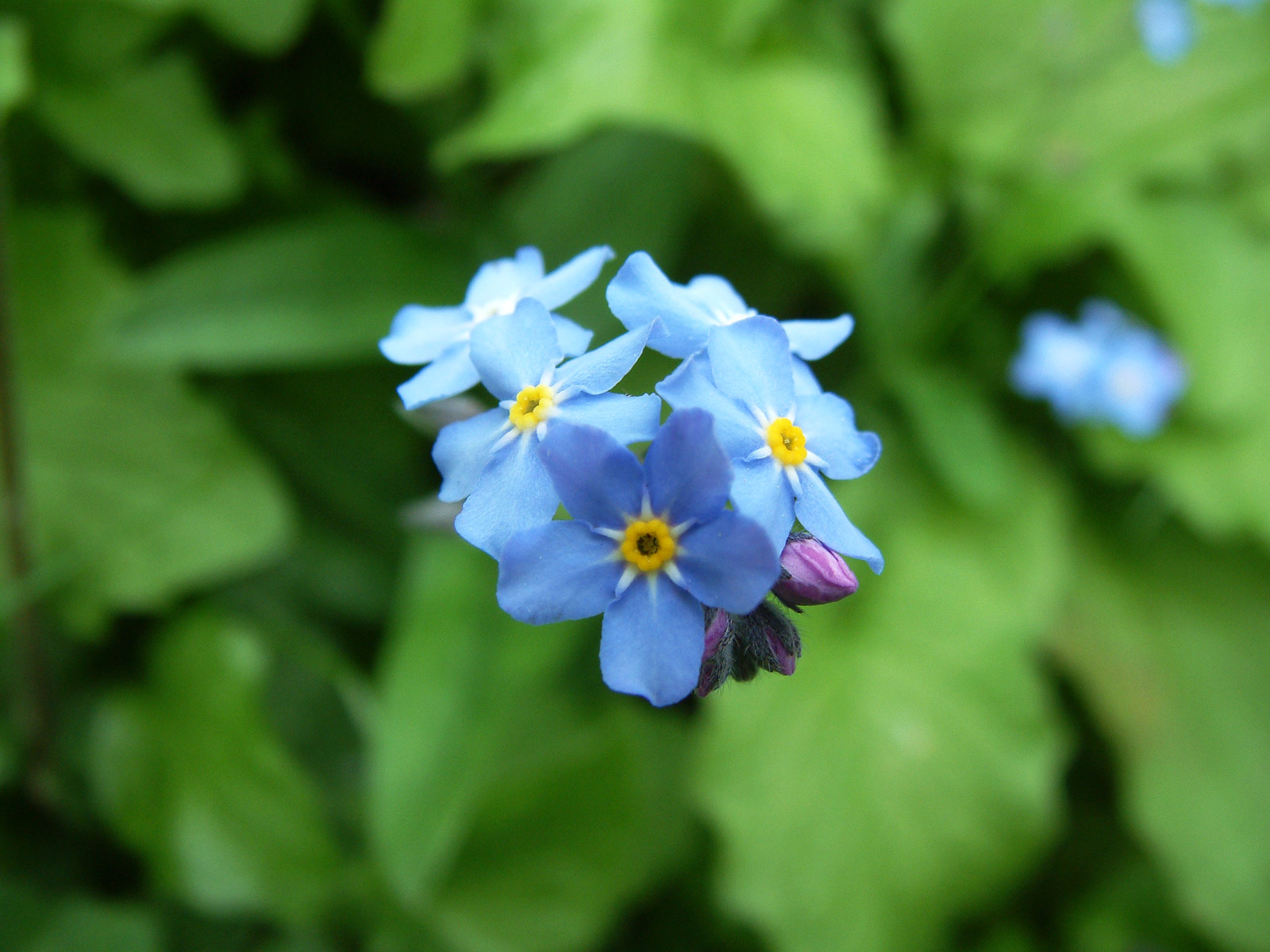 Fotografía por tribun para DesignCrowd (Community Contests) | Diseño #9115493