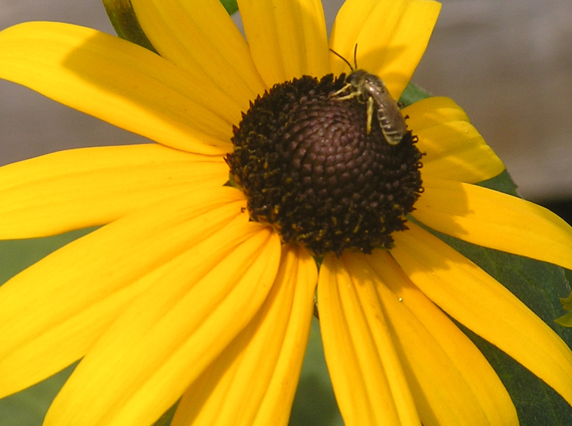 Photographie par michipooh pour DesignCrowd (Community Contests) | Design #9115590