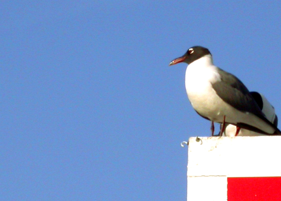 Fotografía por benjamincenturion para DesignCrowd (Community Contests) | Diseño #9115724