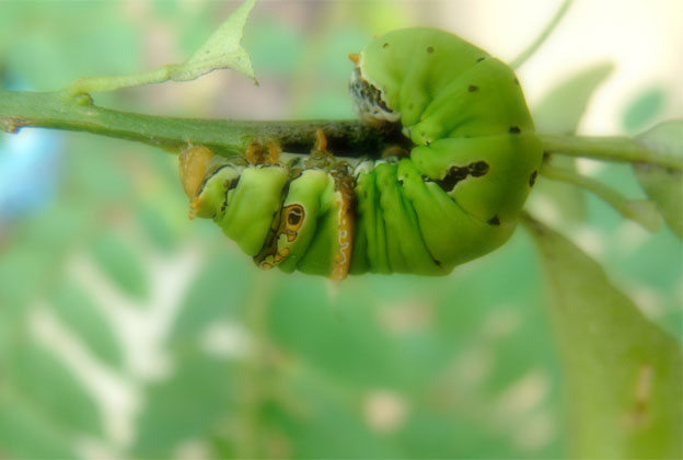 Photography by eslwinshot for DesignCrowd (Community Contests) | Design #9115409