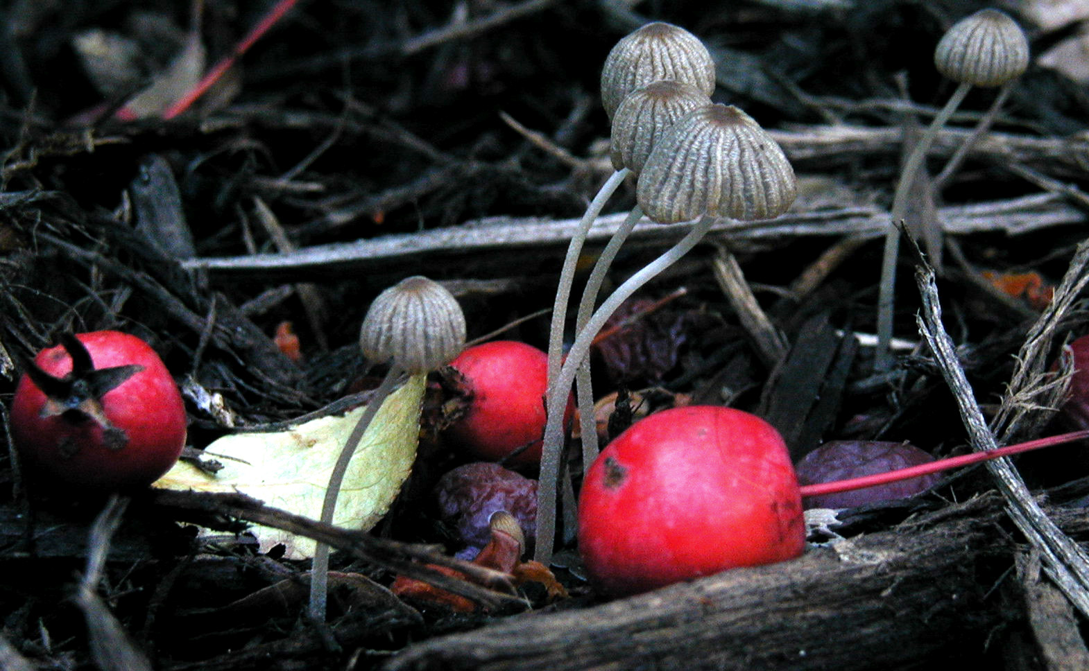 Photography by Decapod73 for DesignCrowd (Community Contests) | Design #9115377