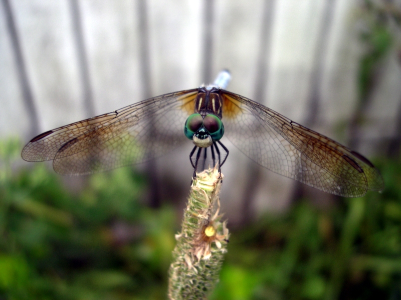 Photography by bluntodoss for DesignCrowd (Community Contests) | Design #9115436