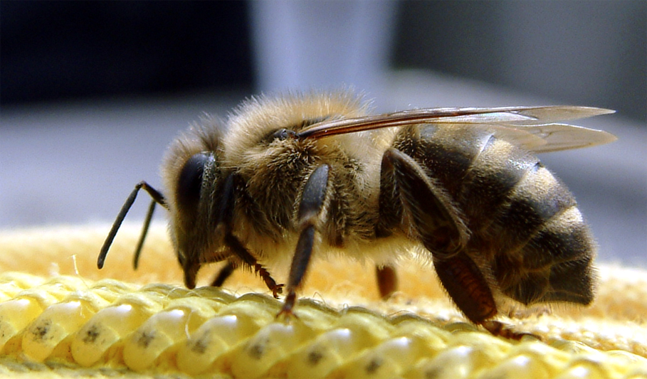 Photographie par vintagedept pour DesignCrowd (Community Contests) | Design #9115486