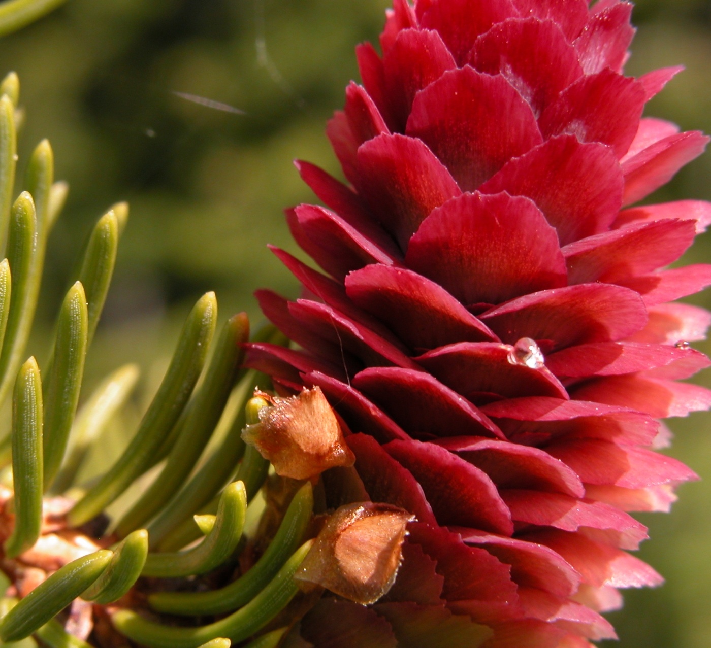 Photography by Ingela for DesignCrowd (Community Contests) | Design #9115496