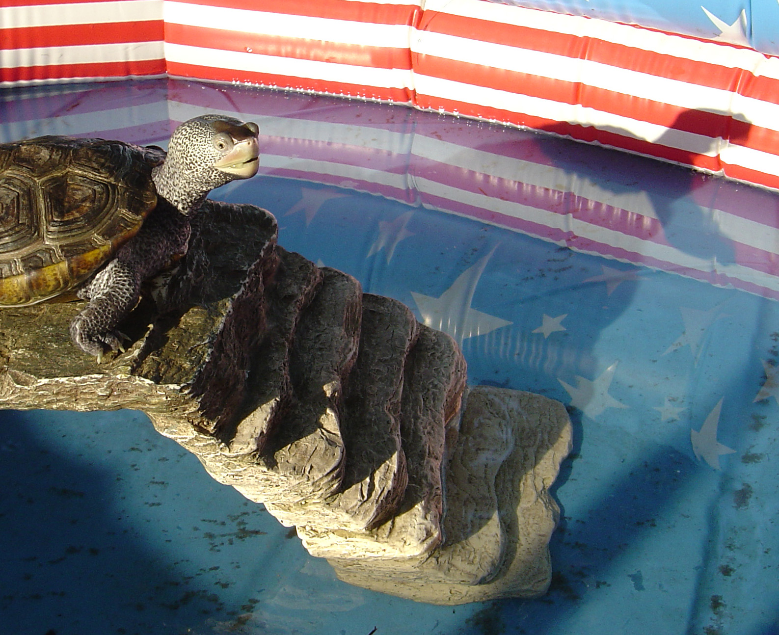 Photography by mermaidUSA for DesignCrowd (Community Contests) | Design #9115793