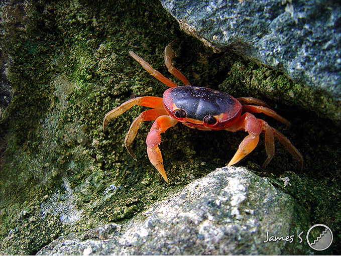 Photographie par MrDectol pour DesignCrowd (Community Contests) | Design #9115457