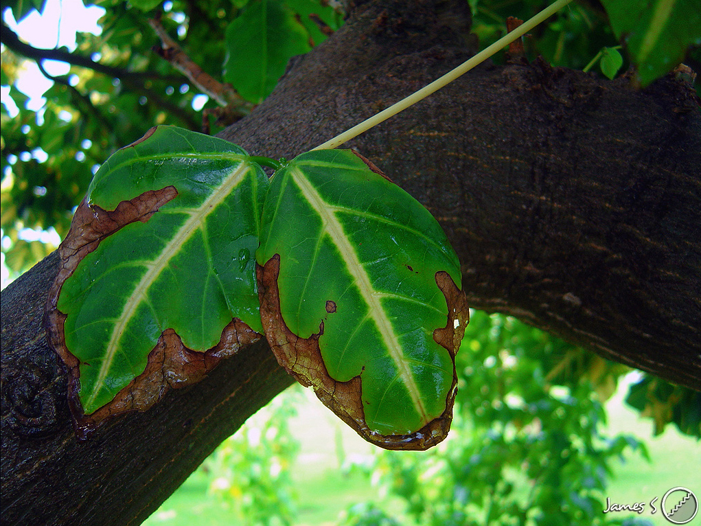 Photography by MrDectol for DesignCrowd (Community Contests) | Design #9115743