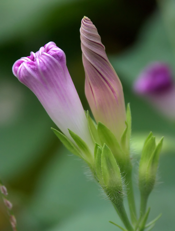 Photography by binkyat3 for DesignCrowd (Community Contests) | Design #9115504