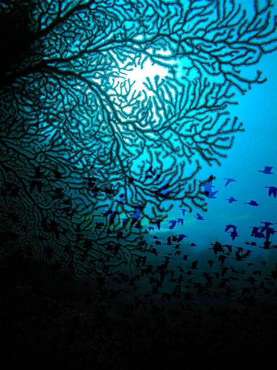 Diseño de Photoshop por absguft para DesignCrowd (Community Contests) | Diseño #9114184