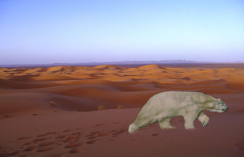 Photoshop Design by Shelbafish for DesignCrowd (Community Contests) | Design #9114256