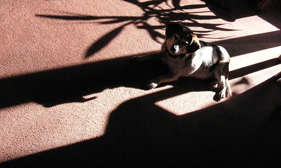 Photography by Tommy1de for DesignCrowd (Community Contests) | Design #9086223