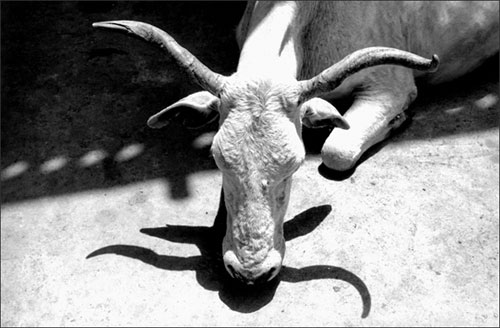 Photographie par anshulr pour DesignCrowd (Community Contests) | Design #9086314