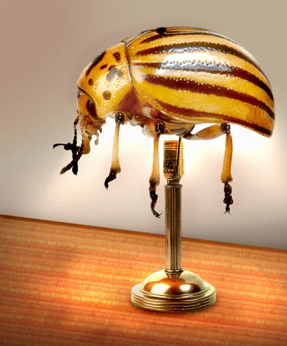 Photoshop Design by TBA for DesignCrowd (Community Contests) | Design #9108705