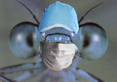 Photoshop Design by max a for DesignCrowd (Community Contests) | Design #9108875