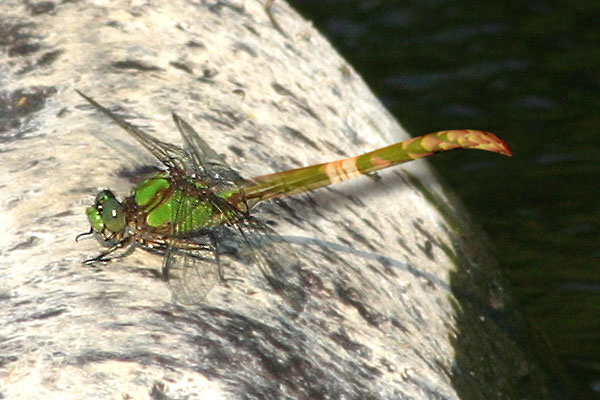 Photoshop Design by beutifulmind081 for DesignCrowd (Community Contests) | Design #9109402