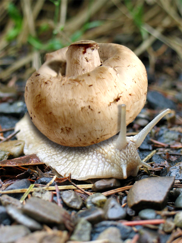 Photoshop Design by sofizz for DesignCrowd (Community Contests) | Design #9109451