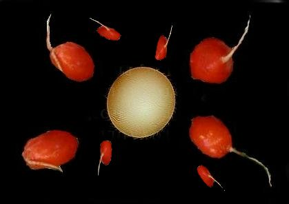 Diseño de Photoshop por otter68 para DesignCrowd (Community Contests) | Diseño #9109476