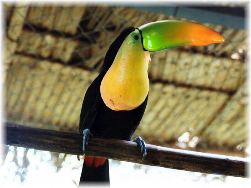 Photoshop Design by megaran for DesignCrowd (Community Contests) | Design #9109494