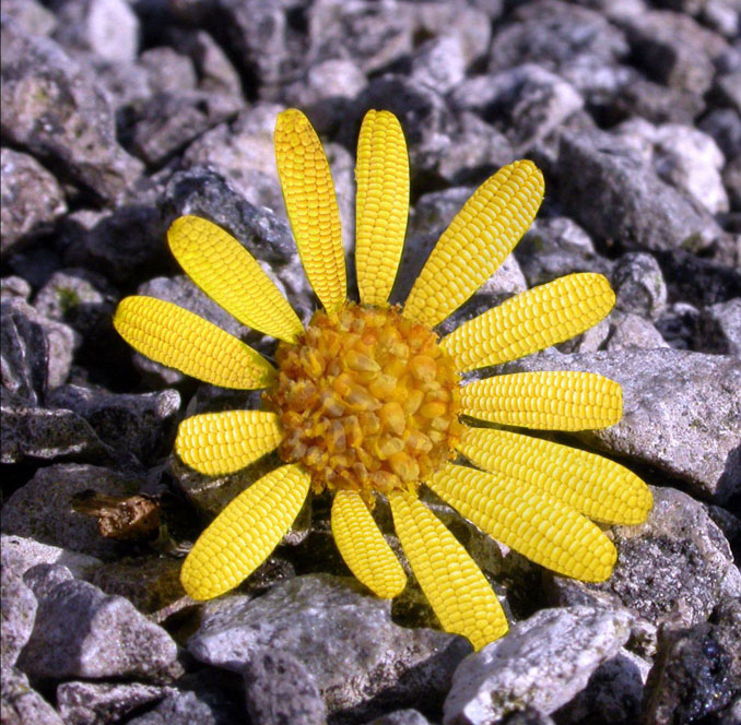 Photoshop Design by sugarmelon for DesignCrowd (Community Contests) | Design #9109524