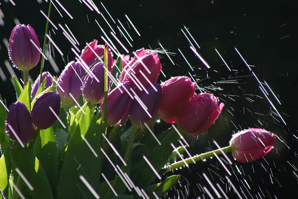 Photographie par SigloV pour DesignCrowd (Community Contests) | Design #9107076