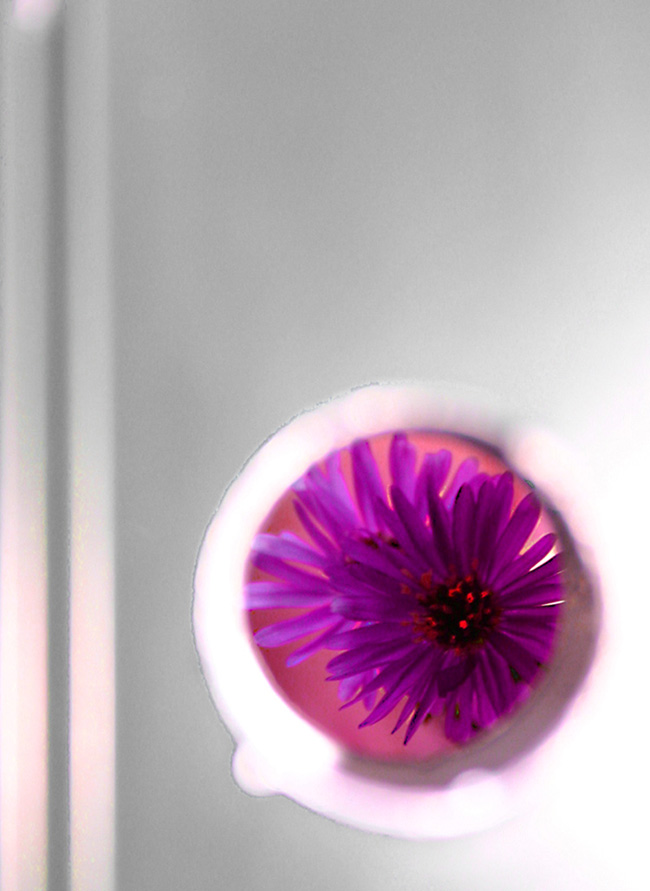 Photography by lynnshere for DesignCrowd (Community Contests) | Design #9110988