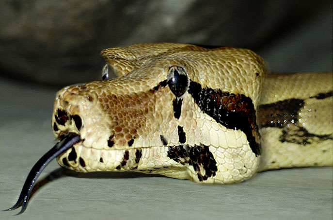 Design Photoshop par Pelican pour DesignCrowd (Community Contests) | Design #9111873