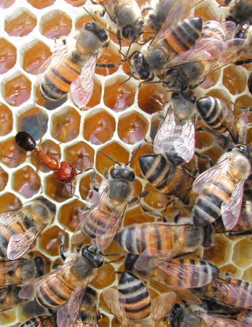 Diseño de Photoshop por LadyofHats para DesignCrowd (Community Contests) | Diseño #9107109